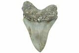 Serrated, Fossil Megalodon Tooth - North Carolina #309507-1